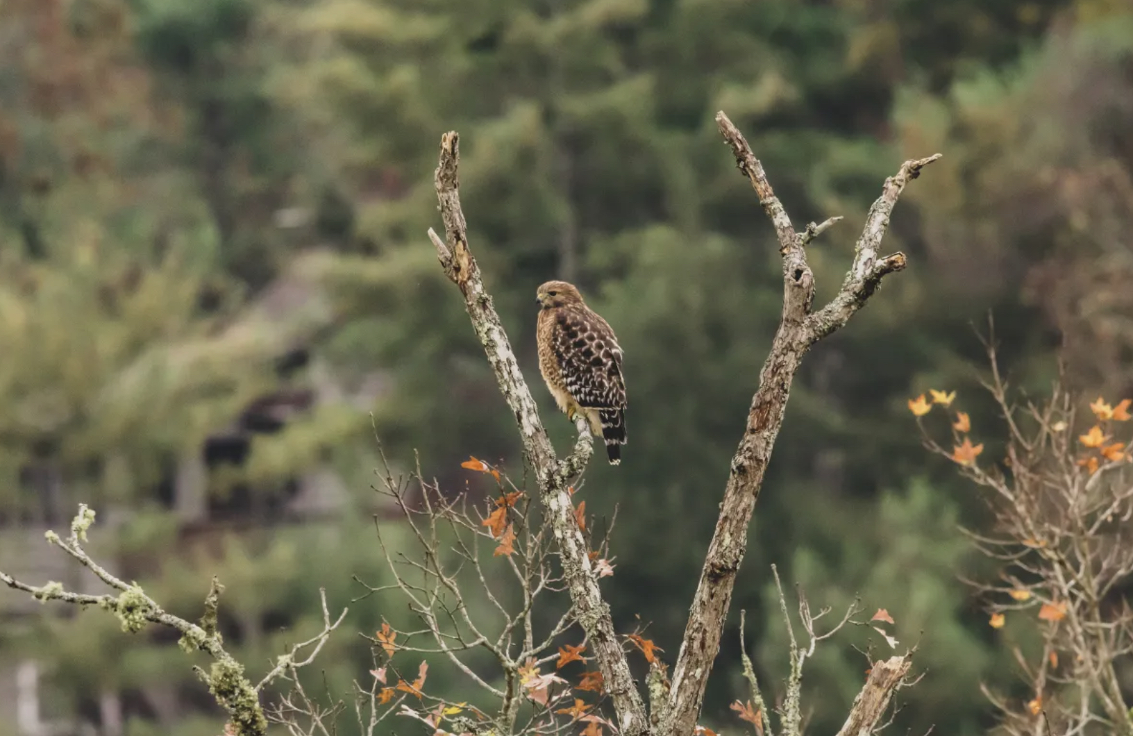hawk