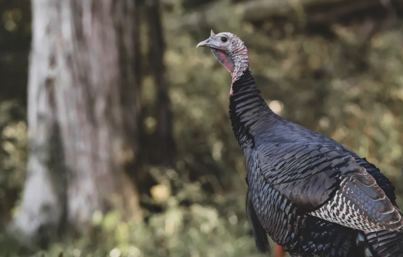 wild turkey