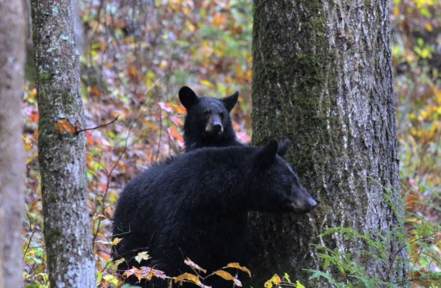 Bears in Great Smoky Mountains National Park